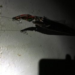 タチウオは好調